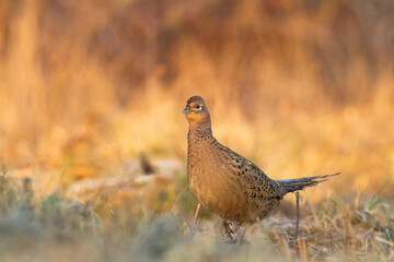 Bird - Common pheasant Phasianus colchius Ring-necked pheasant in natural habitat wildlife Poland Europe