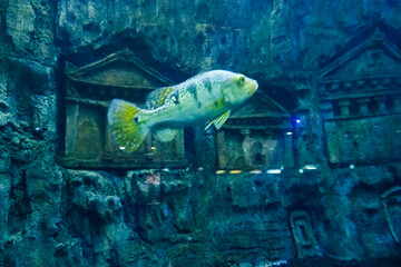 The blurry image of a peacock bass fish swimming in a deep aquarium. Great for educating children...