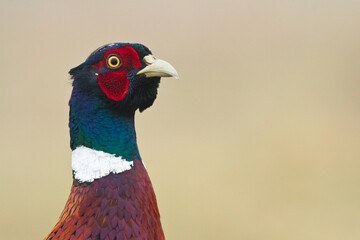 Bird - Common pheasant Phasianus colchius Ring-necked pheasant in natural habitat wildlife Poland Europe