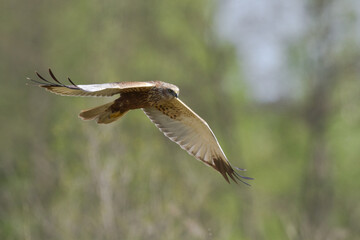 Flying Birds of prey Marsh harrier Circus aeruginosus, hunting time Poland Europe