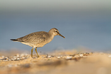 Shorebird - juvenile Calidris canutus, Red Knot on the Baltic Sea shore, migratory bird Poland Europe