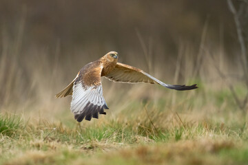 Flying Birds of prey Marsh harrier Circus aeruginosus, hunting time Poland Europe