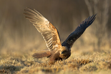 Flying Birds of prey Marsh harrier Circus aeruginosus, hunting time Poland Europe