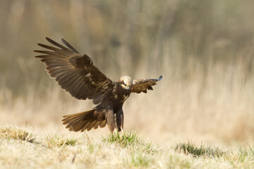 Flying Birds of prey Marsh harrier Circus aeruginosus, hunting time Poland Europe