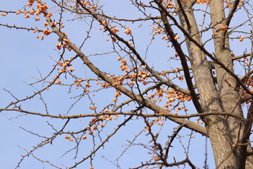 Fototapeta na wymiar Ginkgo tree in autumn. Orange fruits on tree branches against the sky. Change of season in nature. Ripe ginkgo fruits