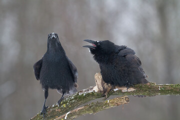 Bird beautiful raven Corvus corax North Poland Europe