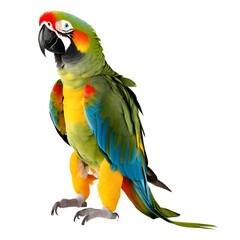 Colorful Parrot Isolated on Transparent Background
