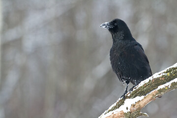 Bird beautiful raven Corvus corax North Poland Europe