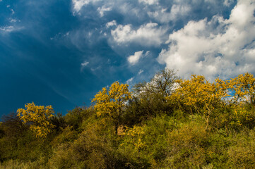 Chañar tree in Calden forest, bloomed in spring,La Pampa,Argentina