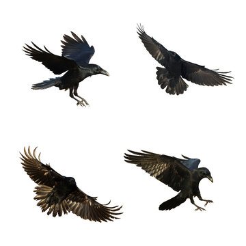 Birds flying ravens isolated on white background Corvus corax. Halloween - mix four birds, silhouette of a large black bird in flight cut out on a white background for use in graphic arts
