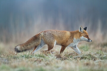 Fox Vulpes vulpes in autumn scenery, Poland Europe, animal walking among autumn meadow