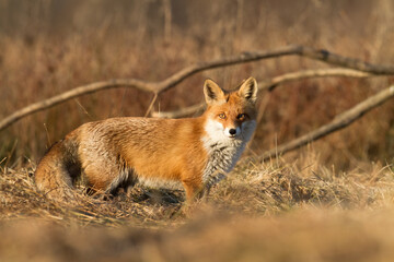 Fox Vulpes vulpes in autumn scenery, Poland Europe, animal walking among autumn meadow