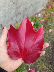 red maple leaf