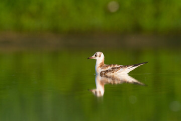 Bird black-headed gull Chroicocephalus ridibundus spring time Poland, Europe