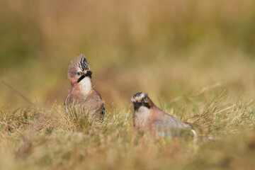 Bird Eurasian Jay Garrulus glandarius sitting on the branch Poland, Europe