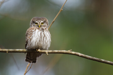 Pygmy owl Glaucidium passerinum little owl natural dark forest north parts of Poland Europe