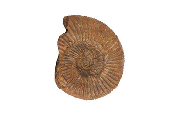 Ammonite fossil passendorferia teresiformis