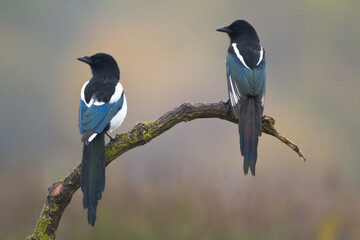 The Eurasian Magpie or Common Magpie or Pica pica on the branch with colorful background - obrazy, fototapety, plakaty