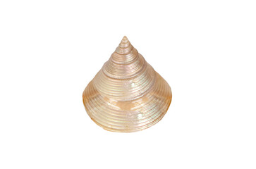 Polish calliostoma zizyphinum shell