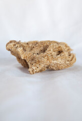 Sponge remains, phylum porifera group