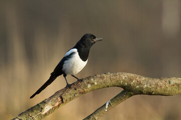 The Eurasian Magpie or Common Magpie or Pica pica on the branch with colorful background