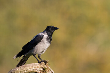 Bird - Hooded crow Corvus cornix in amazing blurred background Poland Europe