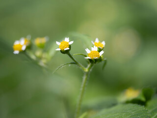 小さなハキダメギク