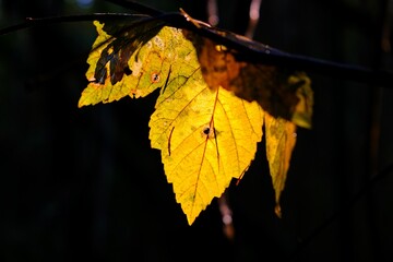yellow leaf of mountain maple