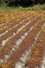 ヤマノイモの畑　丹波篠山特産　11月上旬