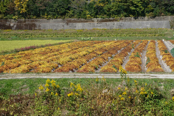 ヤマノイモの畑　丹波篠山特産　11月上旬