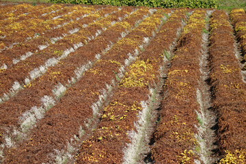 ヤマノイモの畑　丹波篠山特産　11月上旬