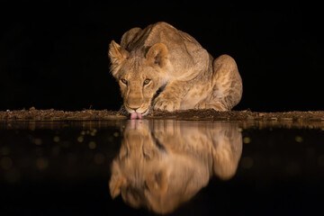 A lioness drinking in a pond in the middle of the night