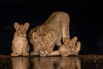 A lioness with two cubs drinking at night