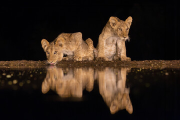 Two lion cubs drinking from a pool in the middle of the night