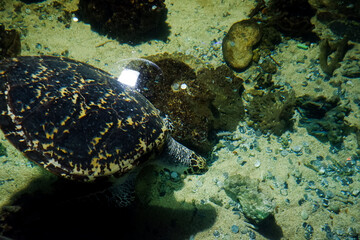 The blurry image of a turtle swimming in a deep aquarium. Great for educating children about marine animals.