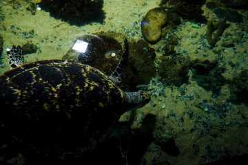 The blurry image of a turtle swimming in a deep aquarium. Great for educating children about marine animals.