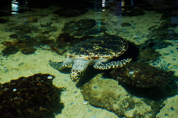 The blurry image of a turtle swimming in a deep aquarium. Great for educating children about marine animals.