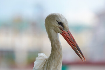 Close-up portrait of stork