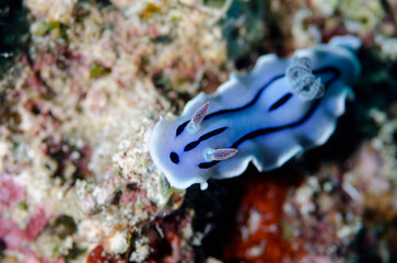 Nudibranch on a Tropical Reef