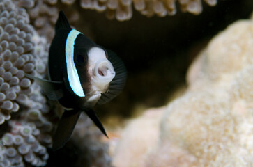 Clownfish Yawn