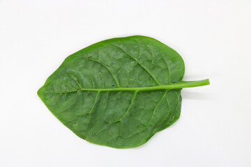 Malabar Spinach, Vine Spinach, Basella Spinach with white background
