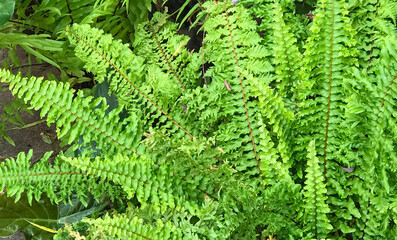 Nephrolepis exaltata or Sword fern green leaves as a natural background.