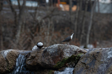 merlo acquaiolo (Cinclus cinclus) dipper