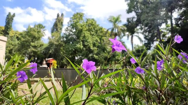 The purple flower Ruellia squarrosa moves in the wind. Water bluebells, ruellias, or wild petunias with blurred background in the garden.
