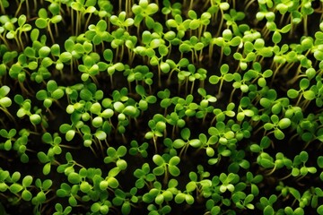 Top view Sprouted seeds, micro greens sprouts growing at home. Organic food, healthy lifestyle and vegan eating.