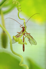 Rider ofion yellow macrophotography. The insect is sitting on the green grass. Bug ophion