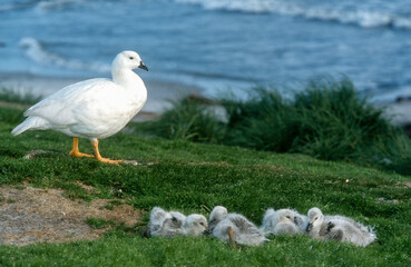 Ouette marine, male, jeune, Chloephaga hybrida malvinarum, Iles Falkland, Malouines