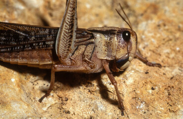 Criquet migrateur,.Locusta migratoria