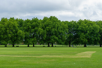 trees in the park