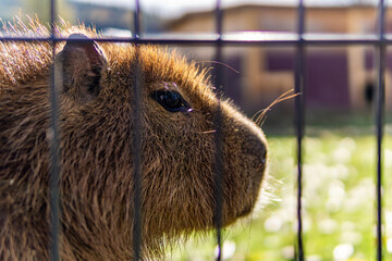 Capybara behind cage in a wildlife preserve animal protection early morning strong backlight